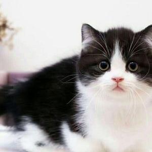 英短猫咪活体真猫奶牛猫黑白色幼猫宠物猫长不大超小短腿可爱矮脚