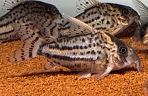 超级舒瓦茨鼠鱼，7cm左右，品相好，线又粗又直，巨肥，110
