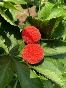水果种子种苗浙江大号树莓苗 掌叶覆盆子：青果可入药，鲜果可观