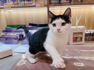 美短奶牛猫，4个多月小奶猫，母猫，黑白，直接送直接送