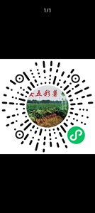 阳西县溪头镇永安村委会正宗永安五彩番薯，品种齐全，一点红，紫