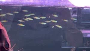 黄金二线刚果灯鱼