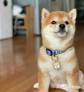 无偿领养柴犬幼犬，家里大狗生了一窝日系柴犬幼崽，公母都有每只