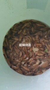 （石蚕～爬沙虫～水蜈蚣）诱饵主攻：无甲鱼.石巴子、黄	+