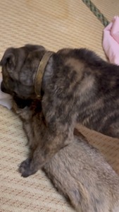格力犬小尼克斯和斗牛士儿子3月24出生小公狗