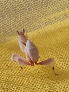 出几只版纳兰花螳螂末龄公，白色粉色都有，包风险送饲养杯，数量