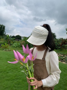 紫苞芭蕉 花材  鲜切花  花艺材料