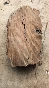 红椿乌木阴沉木骨料干透硬木。有原始风化裂及少量碳化层。6.9
