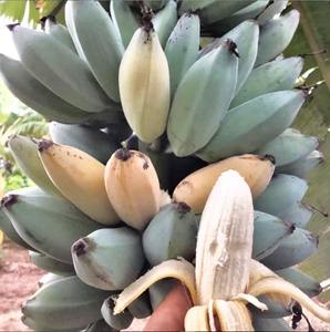 夏威夷香蕉 冰激凌香蕉 爪哇蓝香蕉 粉大蕉 牛角蕉蕉界哈根达