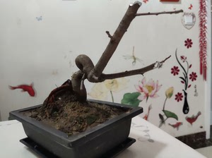 新疆高山海棠，十年临水老桩，树体曲折苍劲，疏枝横斜，错根盘节