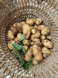 老品种土豆 黄心洋芋 马铃薯 农家土豆 非转基因 土豆种 5