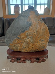 奇石画面石，莱州竹叶石。莱州竹叶石种类繁多，其中以青石底竹叶