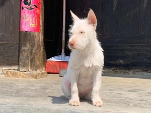 大头版中长毛下司犬小母一身粗箭毛 三个月大 带有一点花舌头