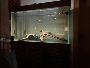 水猎人卯榫实木结构，第三代底滤龙鱼缸，长1.2米，高0.6米