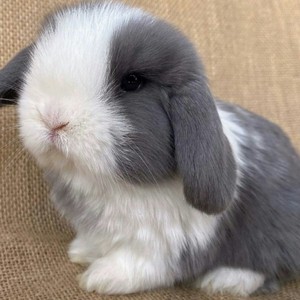 【特价萌宠兔子】宠物兔小兔子活物侏儒兔长不大迷你小型公主荷兰