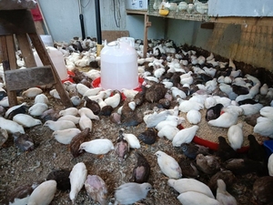 鹌鹑受精种蛋16枚包邮可孵化巨型肉大鹌鹑白沙维麦脱法国