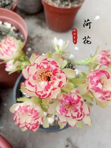 丽花bit荷花开花球，席克氏彩草毛花柱席克氏开花仙人球多老桩