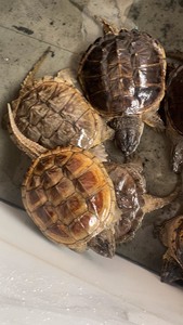 几十只鳄鱼龟种龟产蛋龟年份足小鳄龟杂佛北美肉龟留种靓2-8斤