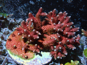 红鱼鳞 SPS 精品断枝 断支 断肢 海水 珊瑚
