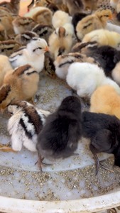 幼鸡鸭鹅开口料 孔雀幼食 小颗粒雏鸡饲料无抗生素激素添加剂
