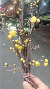 出一束黄色的腊梅花，包括多支腊梅枝，每支腊梅枝上都开着小巧的