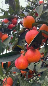 四川自贡成佳塔罗科血橙，妈妈家里种的水果，自然成熟，每天现摘