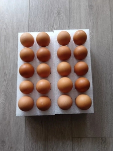 纯种九斤红种蛋可孵化红玉小鸡大型土鸡受精蛋九斤黄肉鸡20枚包