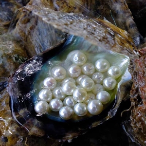 日本akoya海水珍珠蚌马氏贝特大河蚌寄蚌自己开珍珠白透粉圆