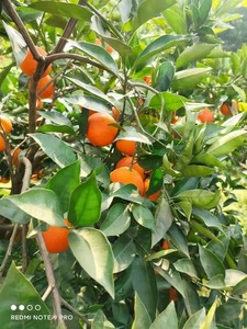 【季节限定 1月产】四川特产 内江资中塔罗科血橙红橙子和或耙