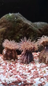 海葵，原生海水生物，海缸观赏用。