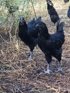 正宗五黑鸡现货半大鸡绿壳蛋鸡黑鸡苗纯种五黑一绿鸡农家散养批发