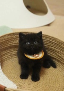 急出！黑猫幼猫小可爱是个弟弟，妹妹也有噢，很乖很健康，胖乎乎