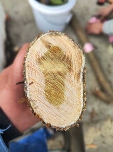 北方柘木原木料 穿破石木料 一根，刚下山的极品拓木，做手串手