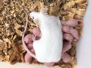 小白鼠孕鼠，已经怀孕可能在十五天内就生产