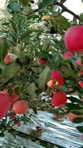 苹果苗苹果树苗苹果盆景果树苗红富士嫁接苗南北方种植新品种水果