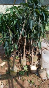 芒果大苗，3-4公分，树型漂亮，225.8元一颗，带土带叶发