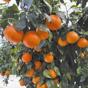 橘子树苗1颗。品种有，沃柑橘子，砂糖橘子。带果带叶 发货