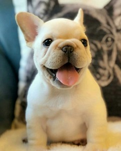 纯种法斗犬幼犬奶白色法国斗牛犬方体小短体短毛活体宠物狗。