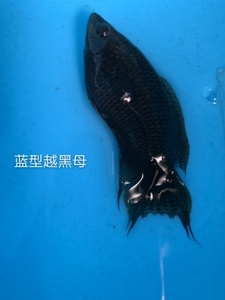 蓝型越黑母鱼，抱卵，长度7-10厘米，都是养的够时间的成熟大