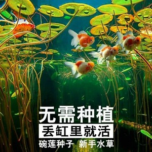 【特价50粒包邮】四季无土水培碗莲种子已开口水培碗莲花7天发