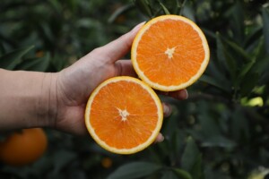 【产地现摘】10斤包邮甜橙子手剥秭归脐橙九月红果冻橙新鲜水果