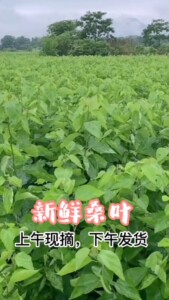 新鲜桑叶500克蚕桑蚕宝宝饲料叶大小蚕嫩桑叶新鲜现摘桑蚕包邮