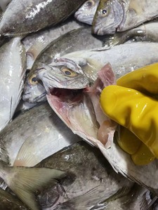 #海鲜水产 广东茂名博贺渔港深海野生海产品，海鲜。泥猛鱼（柠