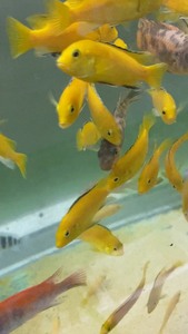 三湖慈鲷，四黑线非洲王子，年轻成鱼繁殖组，母都能含卵，公鱼4