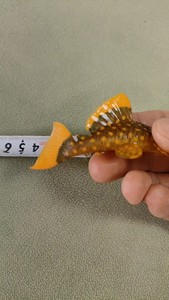 L177皇后黄珍珠 L81黄翅黄珍珠 异型鱼异形鱼  南美鱼
