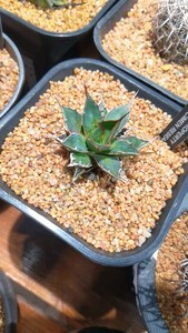 姬型霍利达  小可爱一枚  潮流植物   养定一年多   跟