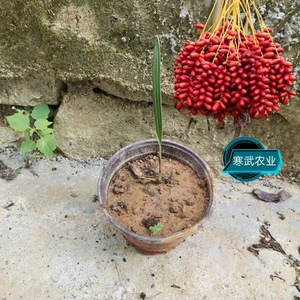 进口伊拉克椰枣树苗盆栽加拿利海枣迪拜阿联酋红椰枣果树苗实生苗