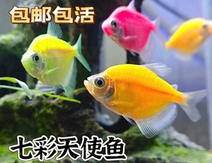 七彩鱼特价50条柠檬青苹果天使鱼柠檬绿老虎天使蓝天使小型热带