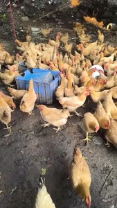 深圳本地活鸡，可去鸡场参观，可帮忙宰杀或者活鸡送上门，走地鸡