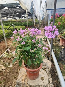 三角梅巴西紫盆栽，飘枝，勤花，开淡紫色的花，原盆原土带花发货